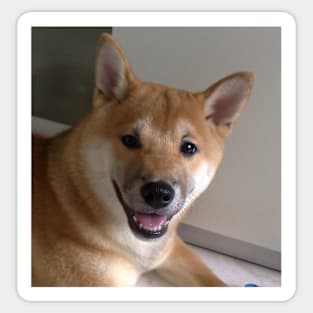 shiba inu second Sticker